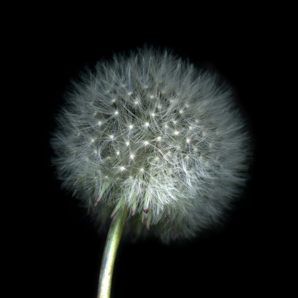 Dandelion22x4
