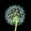 Dandelion25abcdxxnew