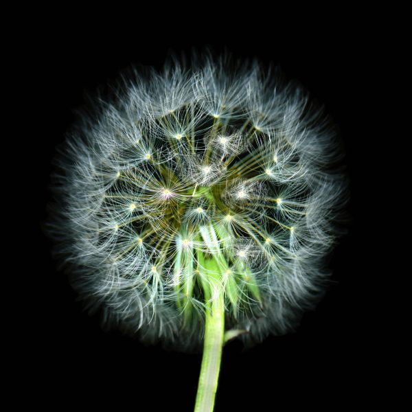 Dandelion25abcdxxnew