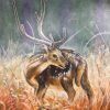 Deer In The Grasses