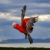 Fly Galah Medium