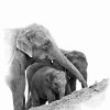 Family Asian Elephants