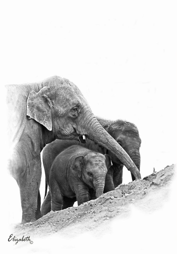 Family Asian Elephants
