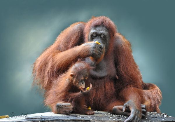Orangutan And Baby