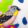 Pardalote Pair By Nicola Cowie Det3