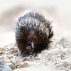 Short Beaked Echidna 2