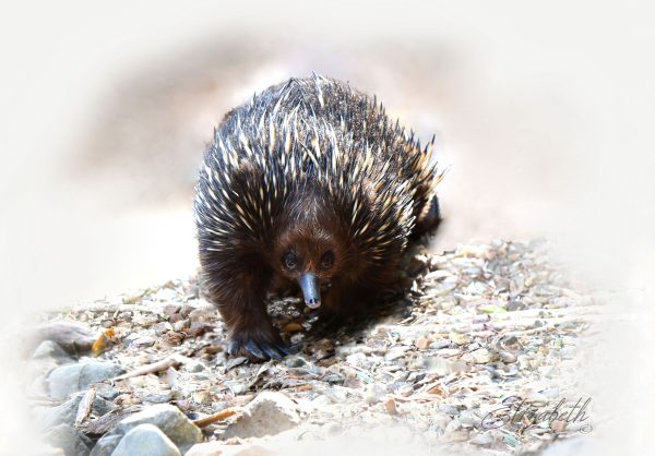 Short Beaked Echidna 2
