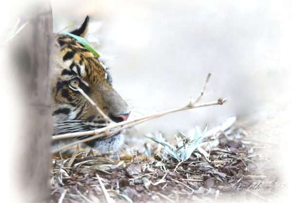 Young Sumatran Tiger