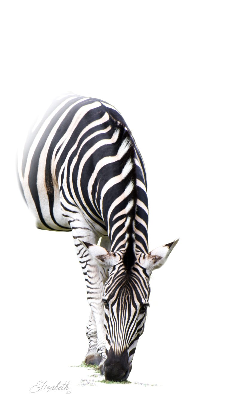 Zebra on White