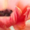 Abstract Anemone Flower Bernadette Meyers Art Lovers Australia 2