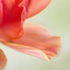 Abstract Anemone Flower Bernadette Meyers Art Lovers Australia 3