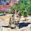 Cat In Rome
