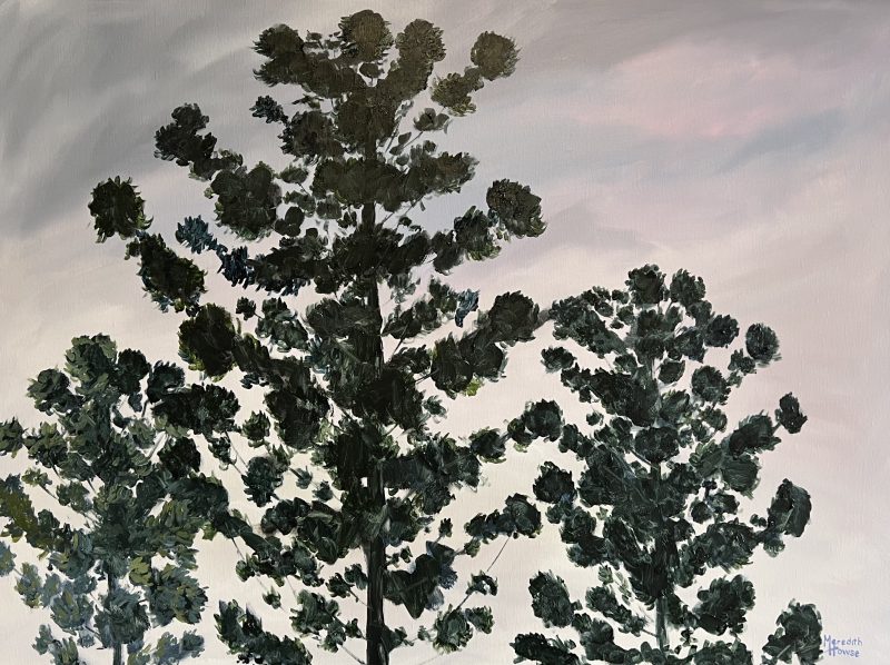 Illumination Bunya Treetops