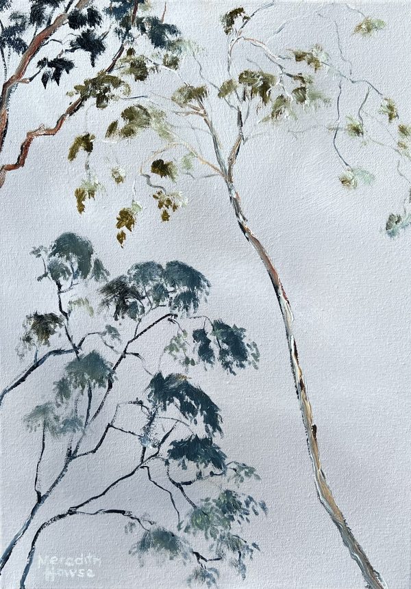 Illumination Gum Tree Reach By Meredith Howse
