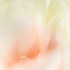 Pastel Tulip