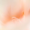 Pastel Tulip