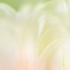 Pastel Tulip