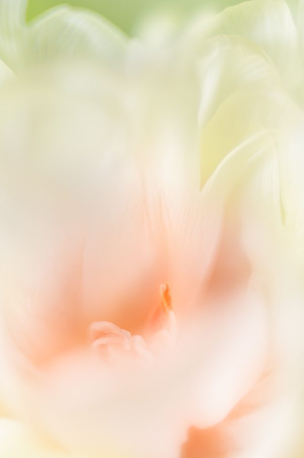 Pastel Tulip