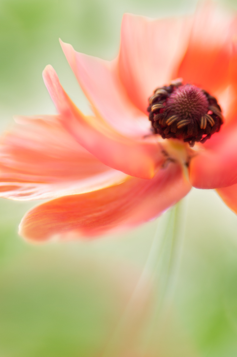 Spring Dance — Ltd Ed Print