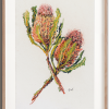 Banksia Framed Joanna Greenwood Art Lovers Australia