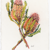 Banksia Joanna Greenwood Art Lovers Australia