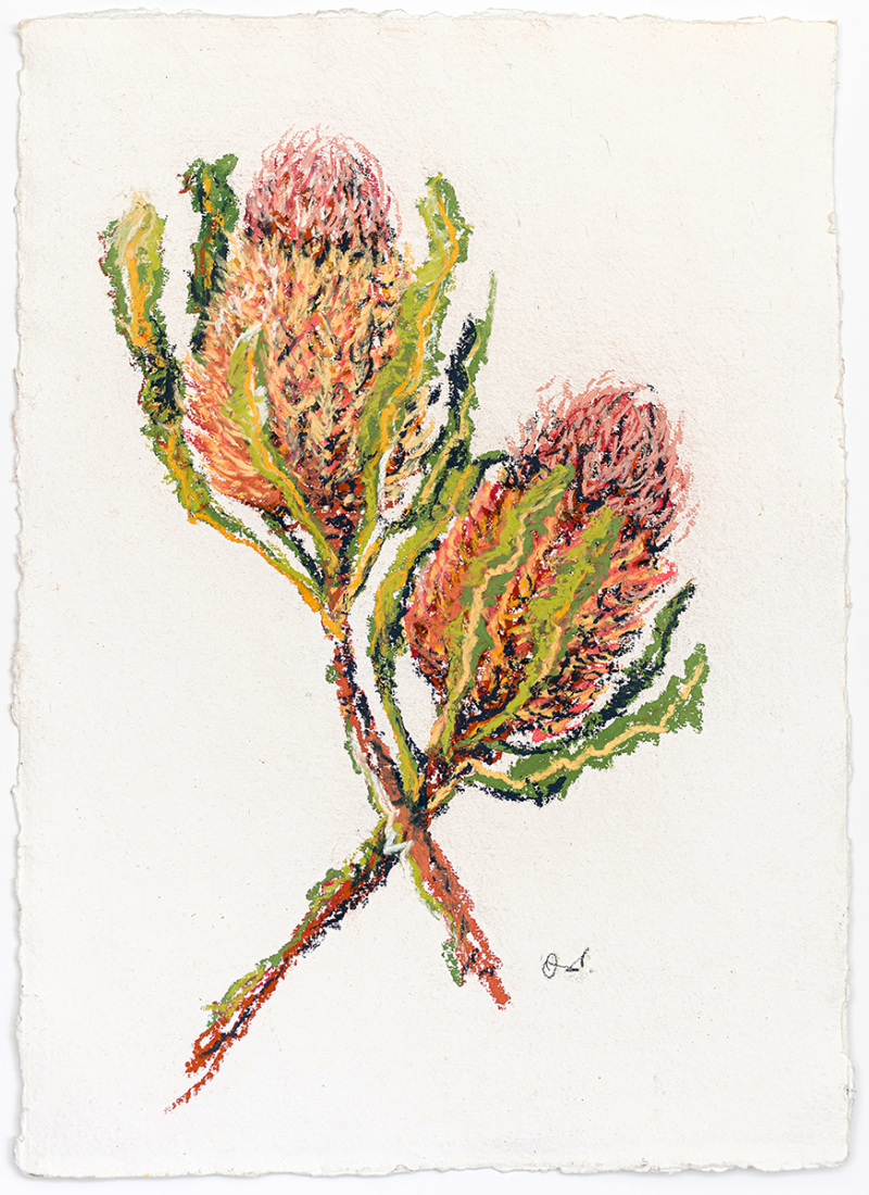 Banksia | Ltd Ed Print