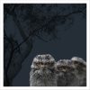 Tawny Frogmouth Fledglings