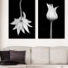 Flannel Flower Shadows Diptych Canvas Prints Bernadette Meyers Art Lovers Australia 2