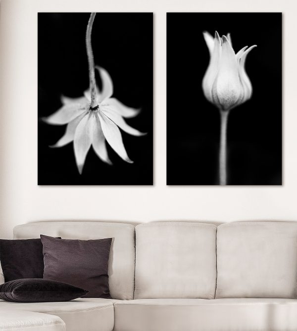 Flannel Flower Shadows Diptych Canvas Prints Bernadette Meyers Art Lovers Australia 2