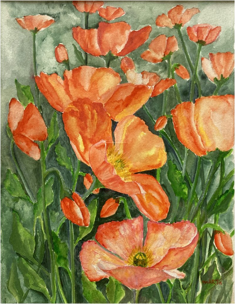 Red-Orange Poppies