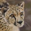 Saadani Cheetah Deb Farrimond Pastel