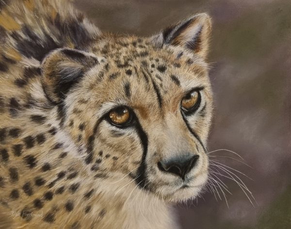 Saadani Cheetah Deb Farrimond Pastel