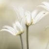Soft Flannel Flowers