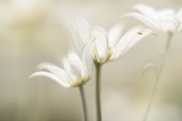 Soft Flannel Flowers