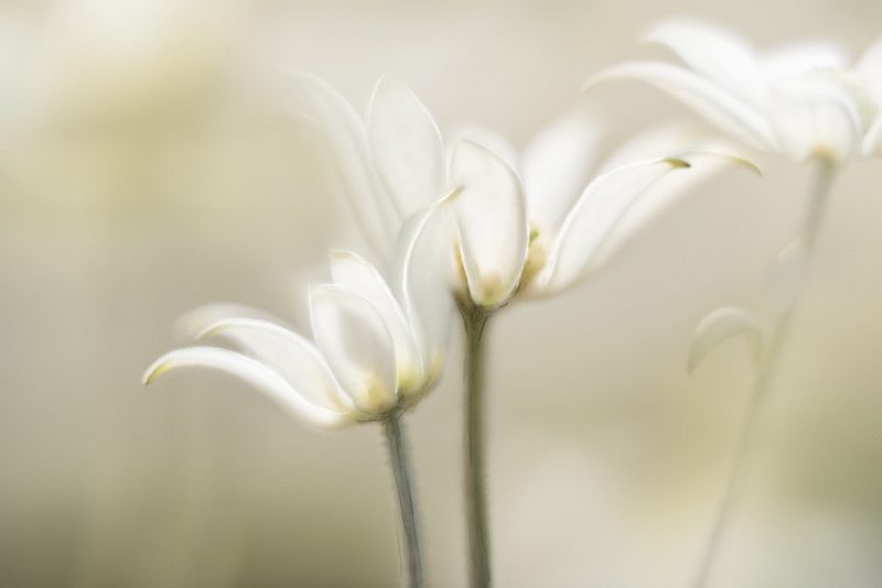 Soft Flannel Flowers — Ltd Ed Print