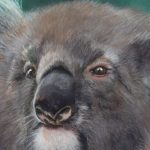 User 13984 Deb Farrimond 2022 02 02 T 05 07 37 894 Z Deb Farrimond Koalas In Focus Endangered Scaled 1800x720 Acf Cropped