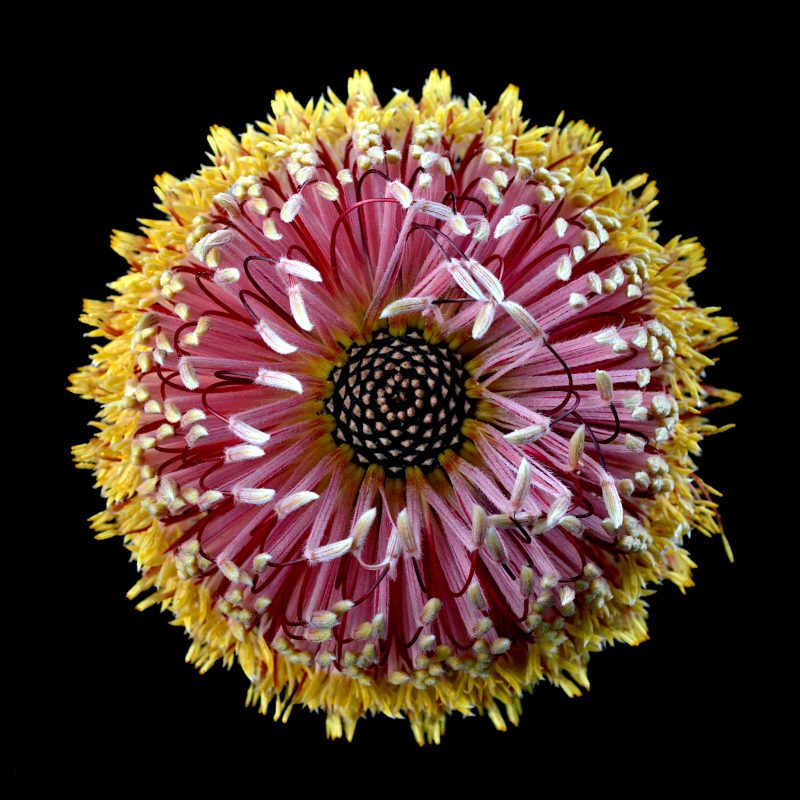 Strawberry Banksia Ltd Ed Print Framed – Custom Order