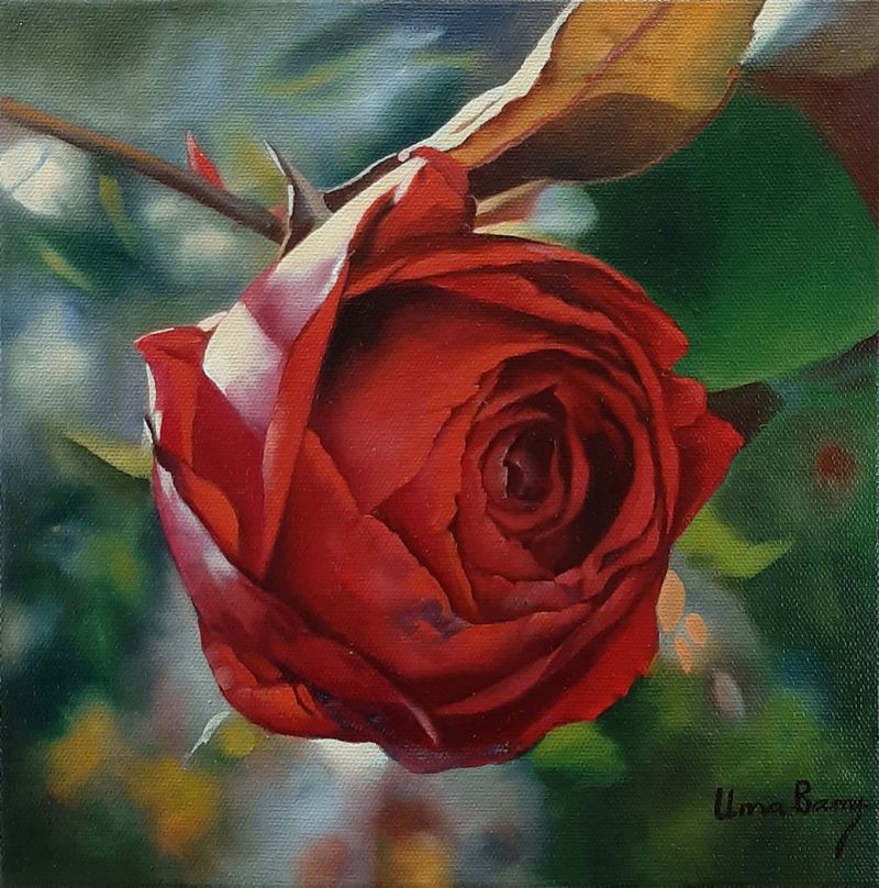 Red rose of radiance