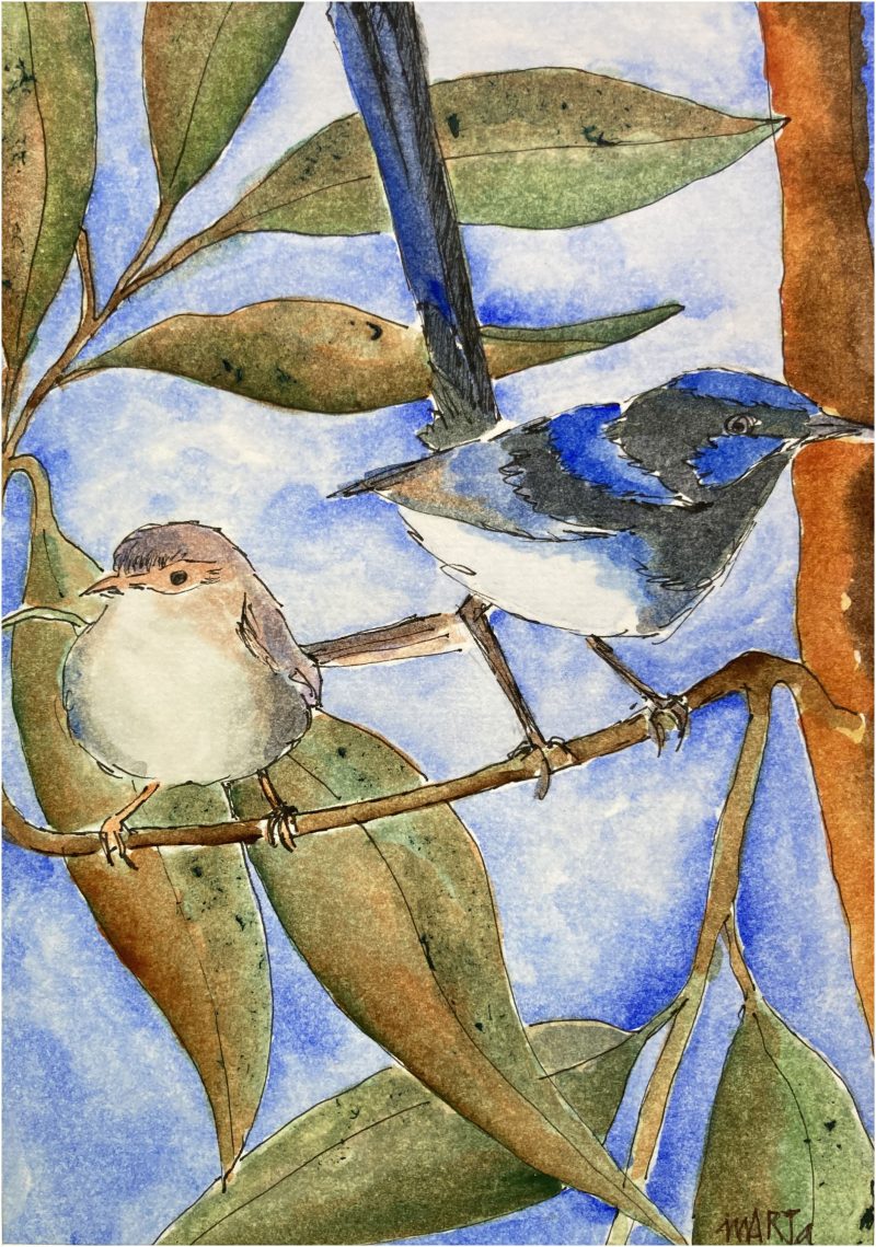 Loving Fairy Wren Couple