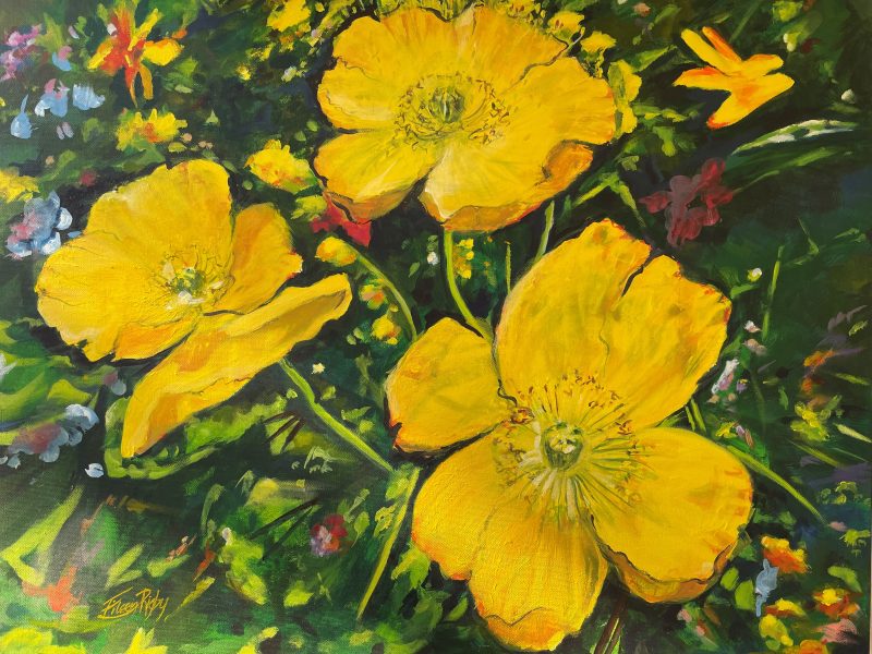 A Field of Yellow Poppies