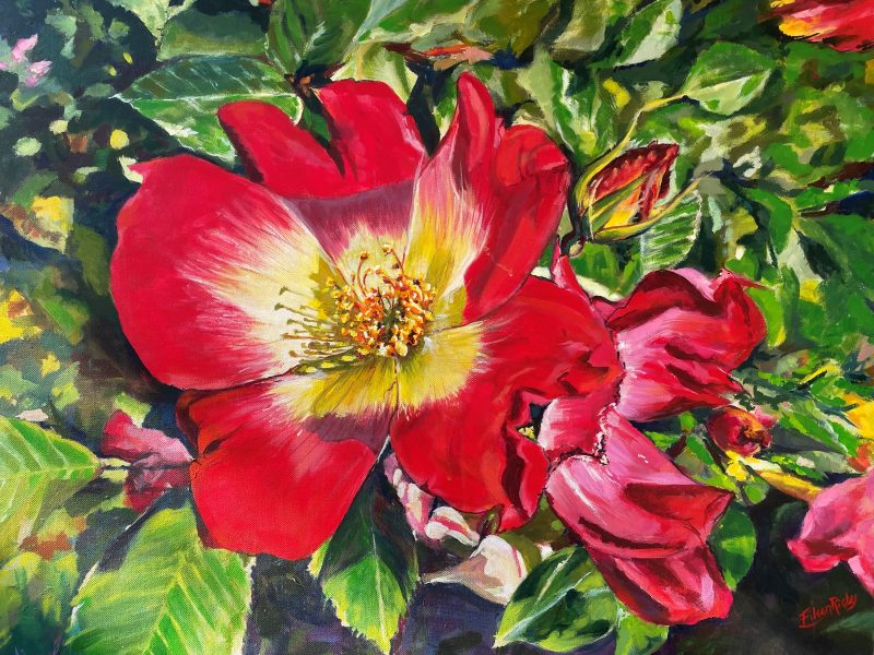 Yellow Throated Red rose