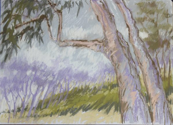 Paperbarksonthewaytostuartholme Copy