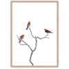 Scarlet Honeyeater Oak Frame