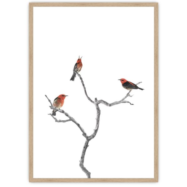 Scarlet Honeyeater Oak Frame