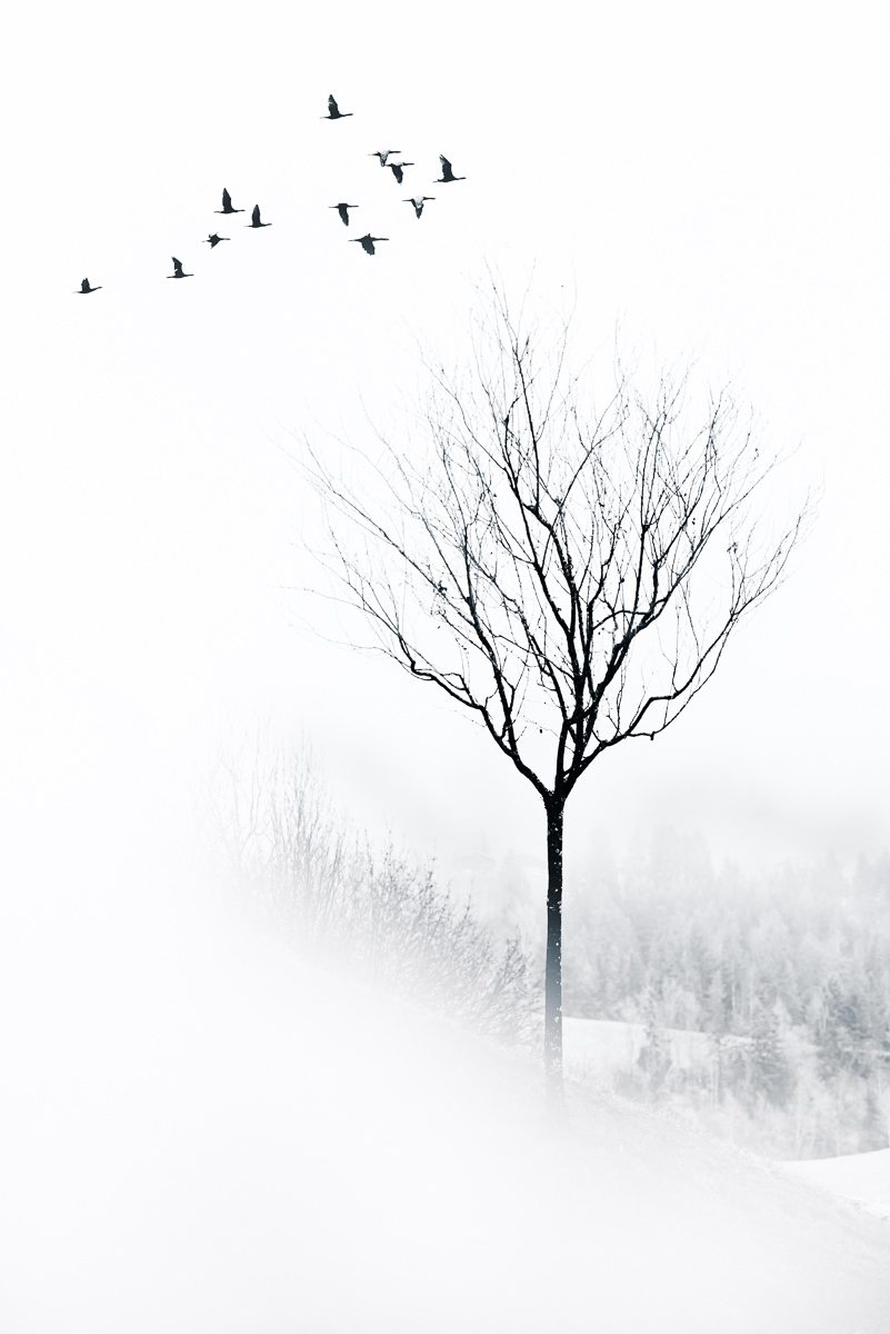 Secret Winter – Ltd Ed Print