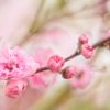 Pink Spring Blossoms