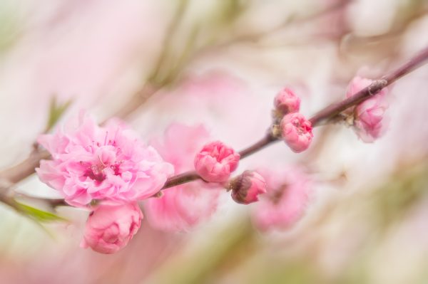 Pink Spring Blossoms