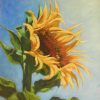 Sunflower Final