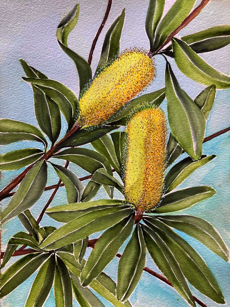 Lemon Bottlebrush – SOLD