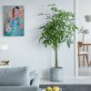 Bright Living Room With Large Plant